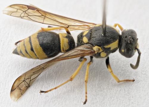 Symmorphus crassicornis